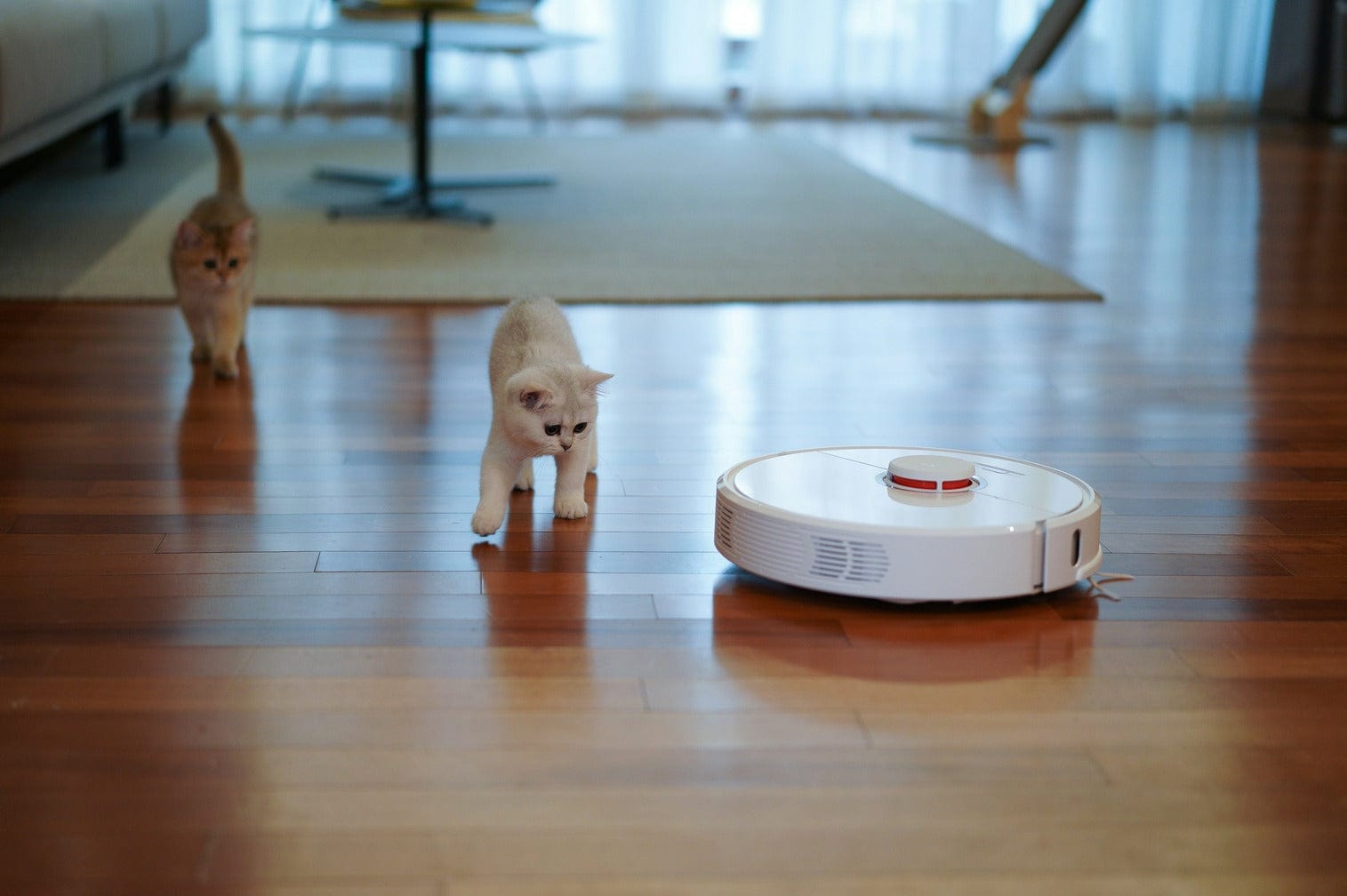 White Robot Vacuum Cleaning Pet Hairs Around Two Cats